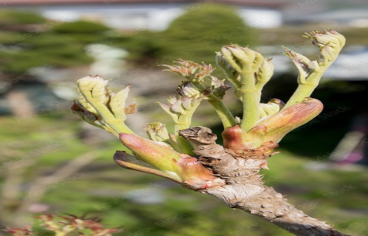 タラの芽